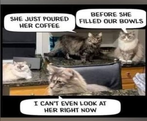 feed cats.jpg