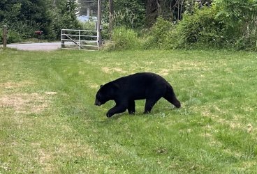 bear 2pm June 13.jpg