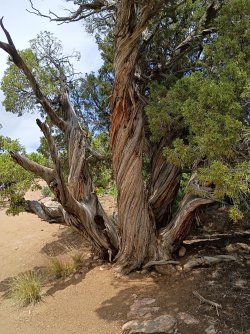 corkscrew-tree_south-rim.jpg