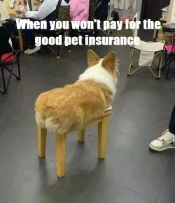 CheapVet2.jpg
