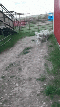 1000006664.gif