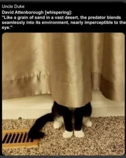 Invisible cat.webp