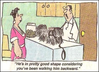 Shaggy dog at vet.webp