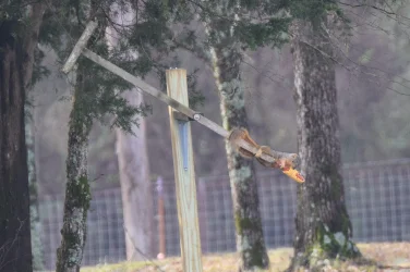 squirrel feeder (2).webp