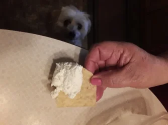 Cheese Chip.webp