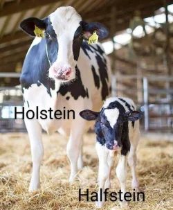 holstein.webp
