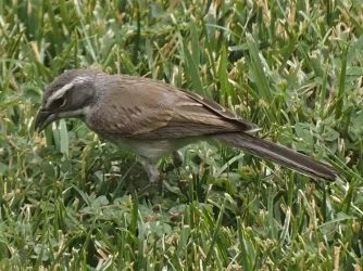 MysteryBird02.webp MysteryBird02.webp