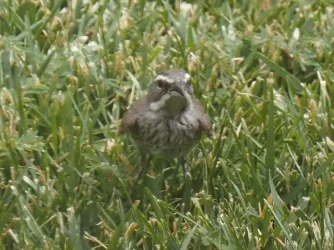 MysteryBird03.webp MysteryBird03.webp