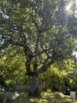 Old apple tree.webp