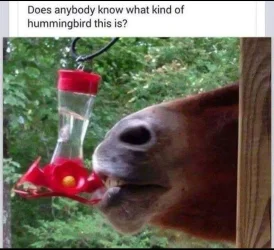 Screenshot_20250818_204837_Messages.webp