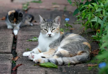 PeeBeeKittenA4.webp