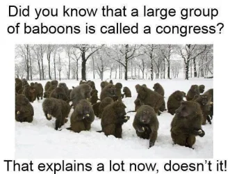 Congress.webp