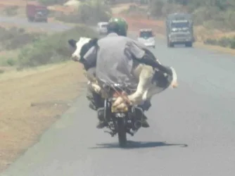 Cow-asaki.webp