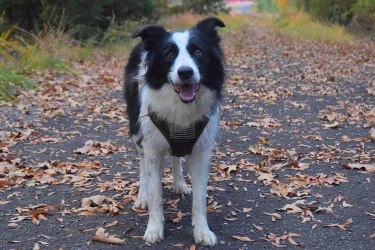 2024-10-26 Daisy 10.webp