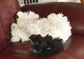 Graacie sleeping.webp Graacie sleeping.webp