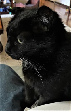 Blackie.webp