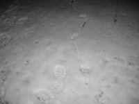IMG_2166.jpg