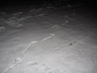IMG_2165.jpg
