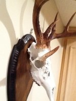 photo (1)Devil Buck Mount Right View.jpg