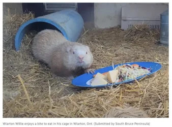 Wiarton Willie.webp