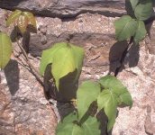 Poison Ivy.JPG
