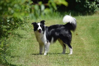 Daisy (1).webp Daisy (1).webp
