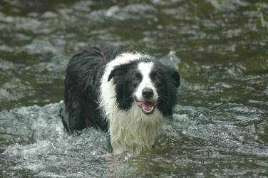 Daisy (2).webp Daisy (2).webp