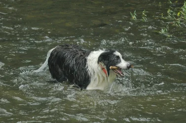 Daisy (3).webp Daisy (3).webp