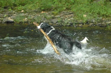 Daisy (5).webp Daisy (5).webp