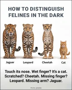 Distinguishing felines in the dark.webp Distinguishing felines in the dark.webp