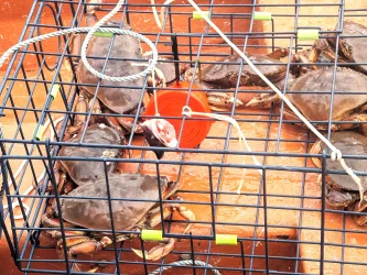 crabs.webp
