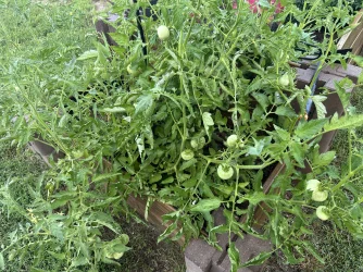 2026-07-18 backyard (2).webp 2026-07-18 backyard (2).webp