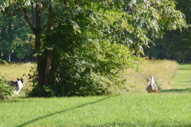 2024-05-27 Daisy and the deer (18).webp 2024-05-27 Daisy and the deer (18).webp
