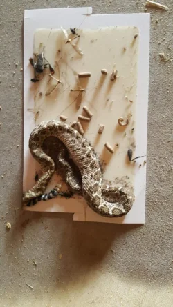 snake.webp