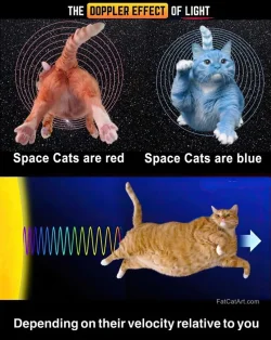 Doppler cats.webp