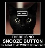 Cat Snoose.JPG