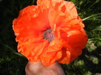 yardshots 012.JPG