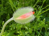 yardshots 016.JPG