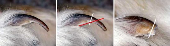 nails.jpg