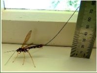 Insect.JPG