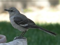 MockingbirdRH01.jpg