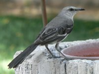 MockingbirdFH01.jpg