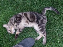 FoundCat02.jpg