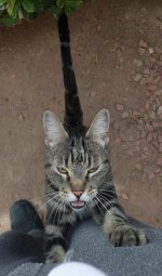 FoundCat03.jpg