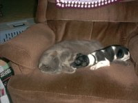 Nougah and Pepper resampled.jpg