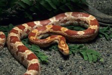 corn snake.jpg