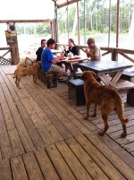 Pirates Cove dogs.jpg