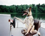 My kind of Dog.jpg