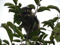 coon in the persimmon tree.jpg