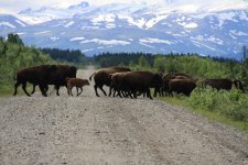 bison.jpg